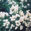 Cheyenne Common Privet #2 - Image 3
